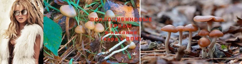 Псилоцибиновые грибы Psilocybine cubensis  купить наркотик  Краснозаводск 